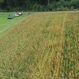 Policija je polje kukuruza s posađenom indijskom konopljom snimila dronom/Foto: PU bjelovarsko-bilogorska