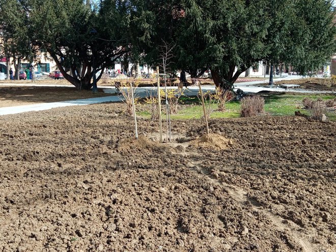 488. klon Gupčeve lipe od danas krasi središnji gradski park/ Foto: Deni Marčinković