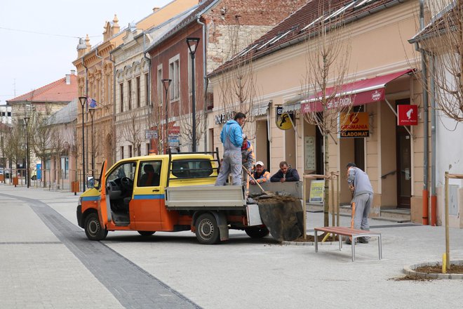 Specijalizirana tvrtka iz Osijeka nastavila je jučer sadnju javora na šetnici u Ulici hrvatskih velikana/Foto: Pakrački list