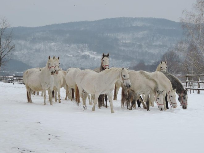 Lipicanci u prekrasnom snježnom ambijentu/ Foto: Compas.hr