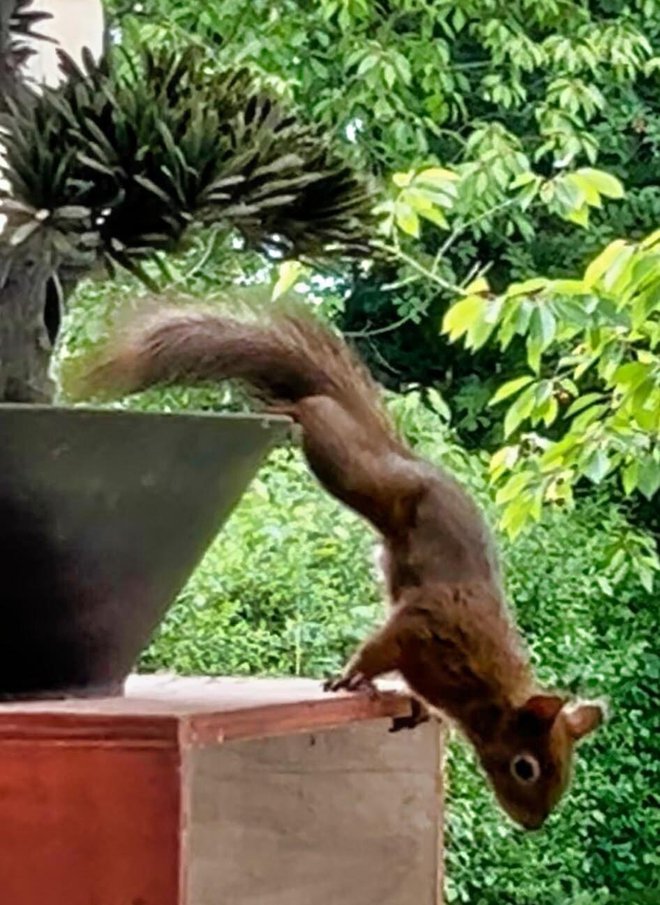 Vjeverica u dvorištu/Foto: Pavao Toth