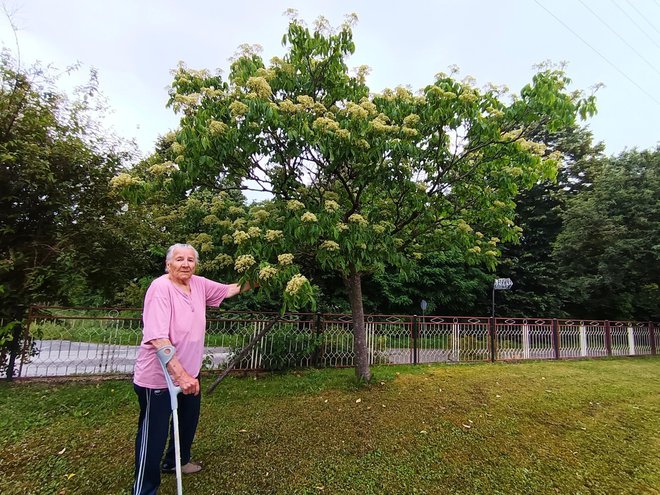 Baka Margita ispred svog stabla kineskog bagrema/Foto: Slavica Trgovac Martan