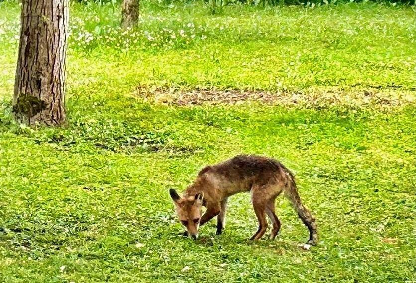 Fotografija: Mlada lisica hrani se trešnjama/Foto: Pavao Toth