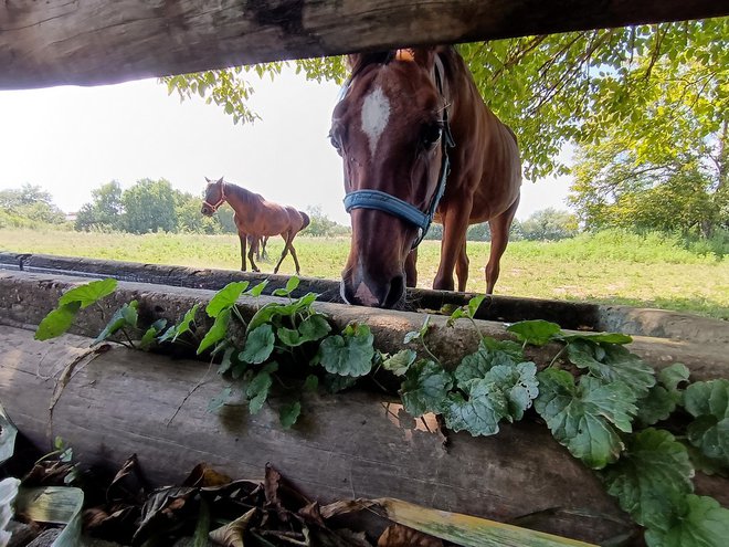 Konji uživaju praktički u središtu grada/Foto: Slavica Trgovac Martan