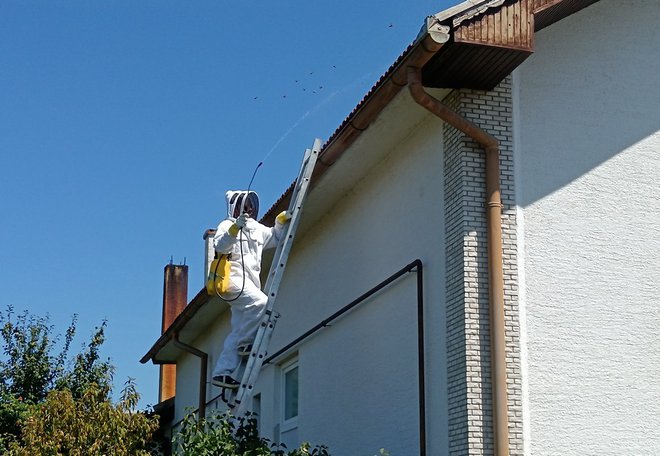 Patrik je uspio pronaći gnijezdo/Foto: Slavica Trgovac Martan