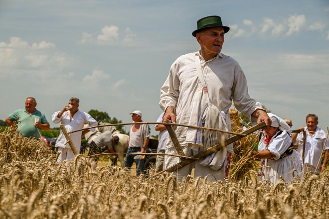 Žetva u punom zamahu/Foto: TZ Južna Bilogora