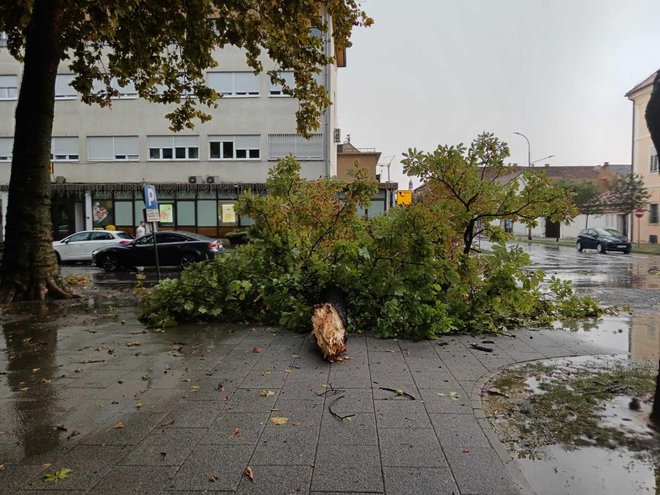 Foto: Slavica Trgovac Martan