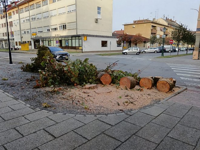 Stradalo je osam stabala/Foto: Slavica Trgovac Martan