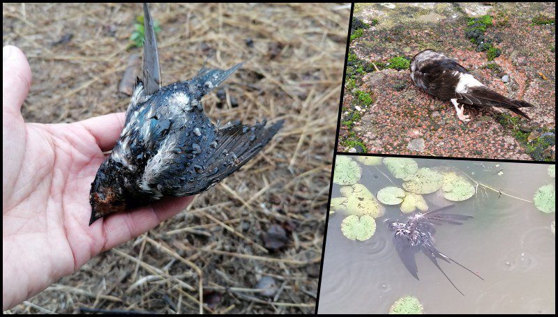 Fotografija: Foto: Centar Natura 2000, Dijana Puhalo