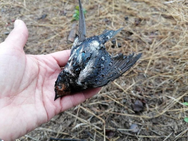 Mrtve ptice pronalaze ovih dana i Gareščani/Foto: Centar Natura 2000