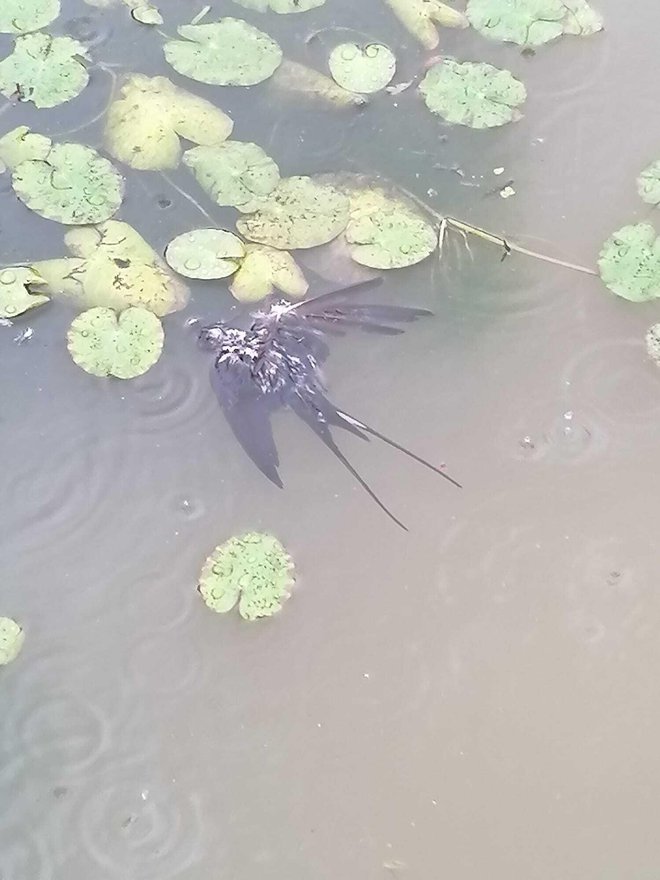 Nagla promjena vremena uzrokovala je pomor/Foto: Centar Natura 2000