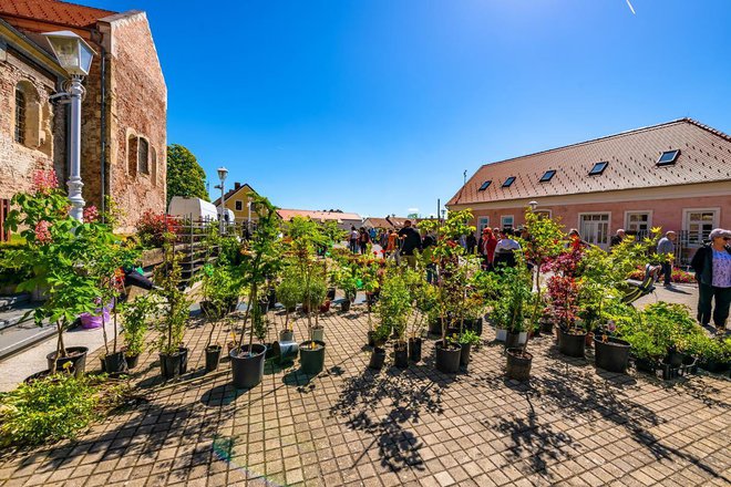 Pred Čazmancima je još jedan Sajam cvijeća/Foto: Grad Čazma/D. Kirin