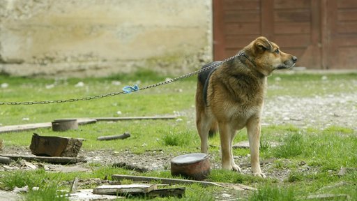 Pas istrčao iz dvorišta na ulicu pa napao i ugrizao dijete: "Vlasnika čeka kazna"