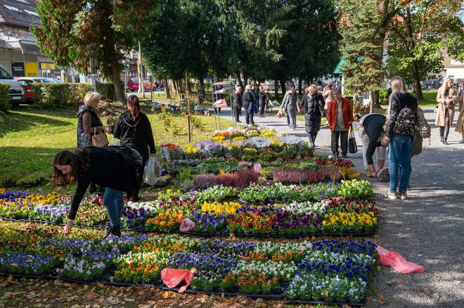 Foto: Predrag Uskoković/Grad Daruvar