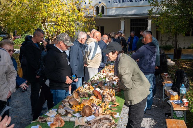 Foto: Predrag Uskoković/Grad Daruvar