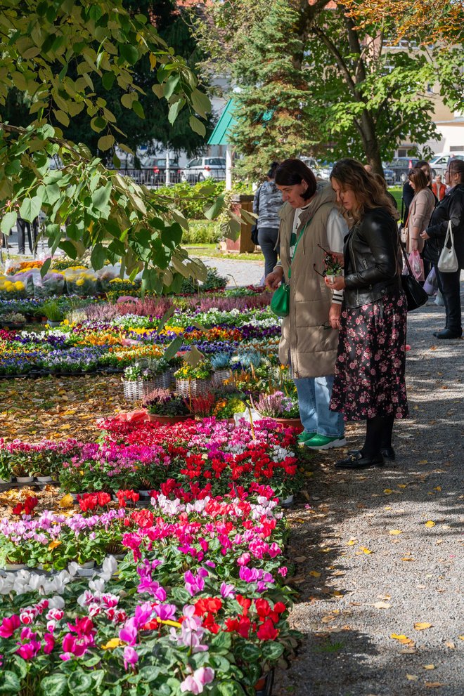 Foto: Predrag Uskoković/Grad Daruvar