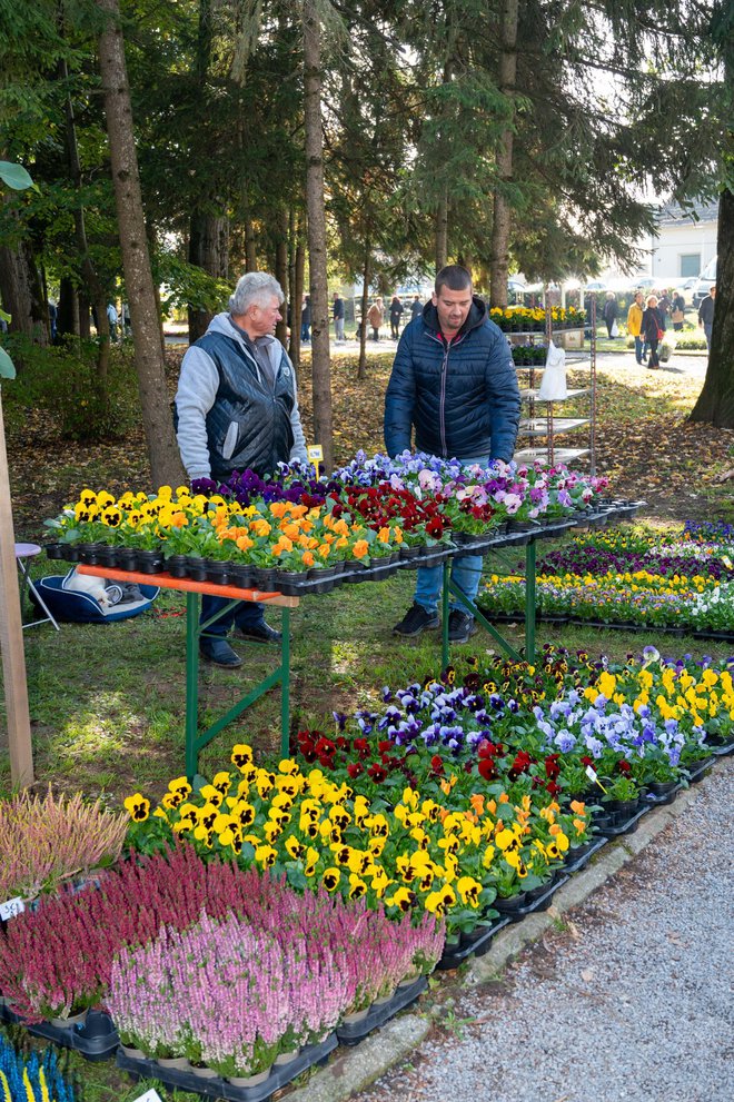 Foto: Predrag Uskoković/Grad Daruvar