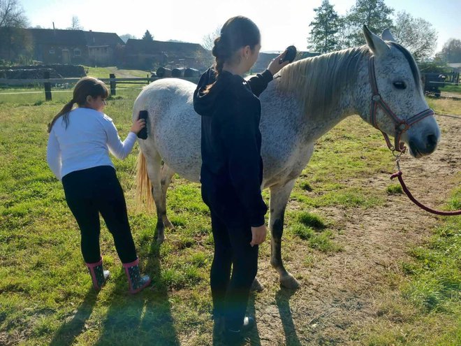 Učenici su pomogli brinuti za konje/Foto:OŠ Veliko Trojstvo