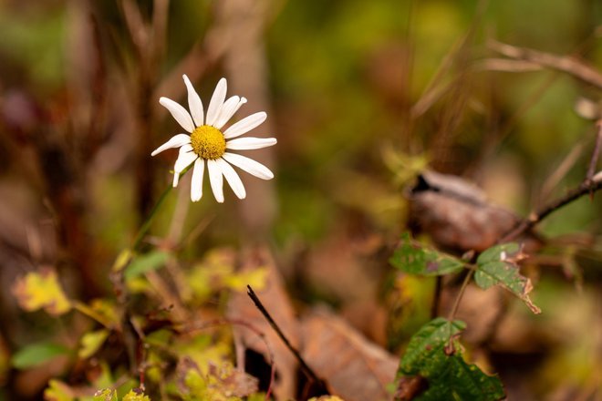 Tiekom šetnje nastali su prekrasni radovi/Foto: Zoom Garešnica