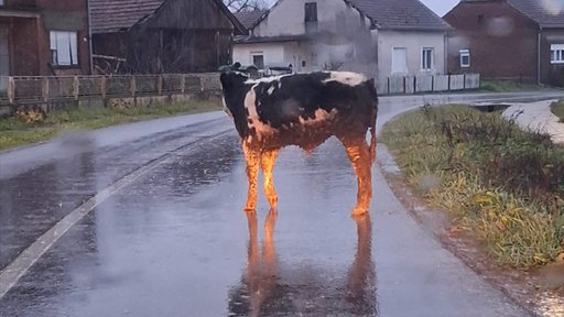 OPREZ, ŽIVOTINJA NA PROMETNICI U Bulincu krava stoji nasred ceste