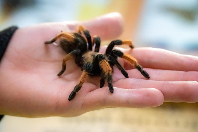 S paucima su se posjetitelji izložbe mogli pomaziti/Foto: Štefan Brajković