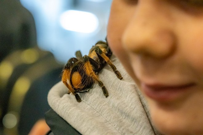 Najhrabriji su postili paukove na rame i glavu/Foto: Štefan Brajković