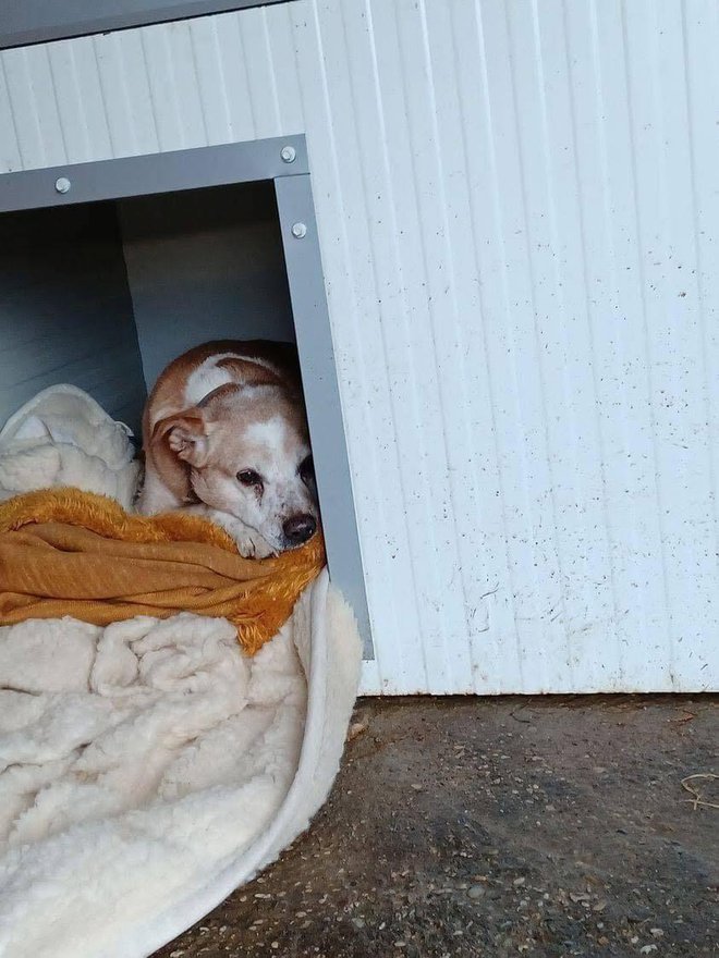 Don u svojoj kućici čeka bolje dane/Foto: Vau Vau Predavac