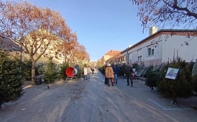 Ulica Petra Zrinskog uoči Božić pretvara se u šumu drvaca/Foto: Slavica Trgovac Martan