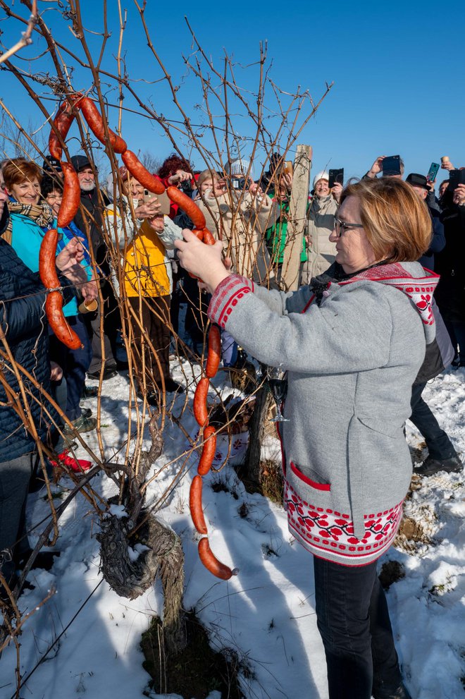 Trsovi se posvećuju hranom i vinom kako bi dobro rodili/ Foto: Predrag Uskoković/Grad Daruvar