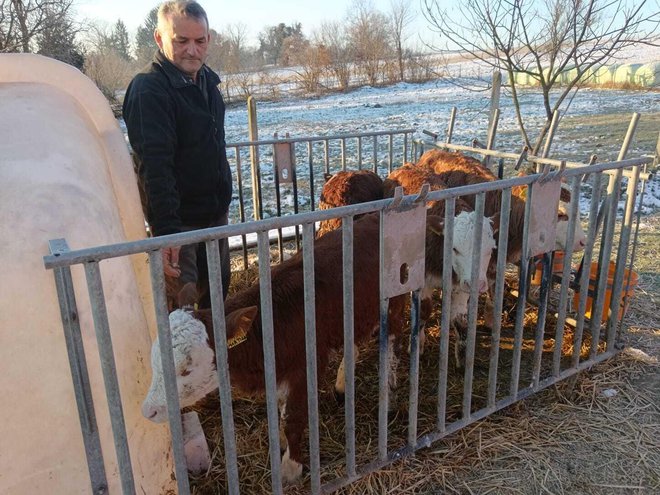 Na imanju se uzgaja podmladak za muznu farmu/Foto: Slavica Trgovac Martan