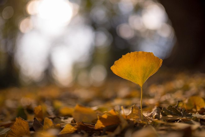 Sve je počelo fotografijom ovog odvažnog listića ispred daruvarskog dvorca/Foto: Predrag Uskoković