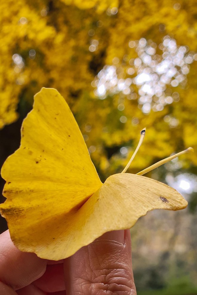 Ginko leptir sletio na Predragovu ruku/Foto: Predrag Uskoković