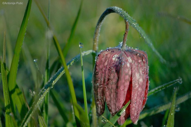 Čudesni detalji s Bilogore snimljeni Antonijinim objektivom/Foto: Antonija Putić