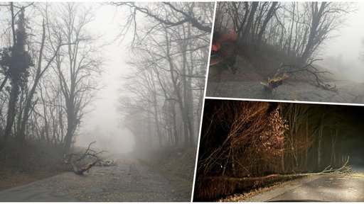 Građani upozorili na drvo na cesti u bjelovarskom prigradskom naselju: Usporite kod Tomaša