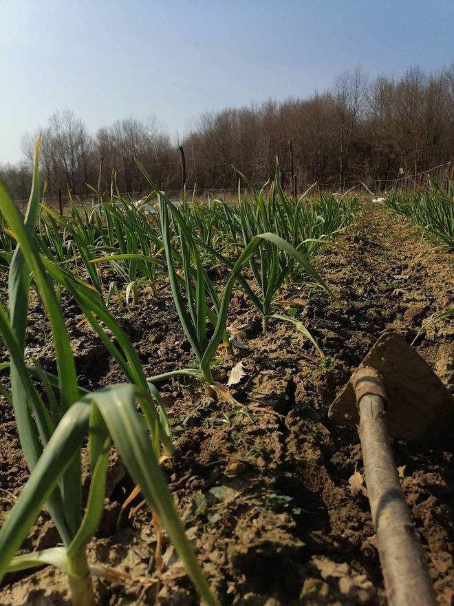 Foto: Gradska tržnica Daruvar